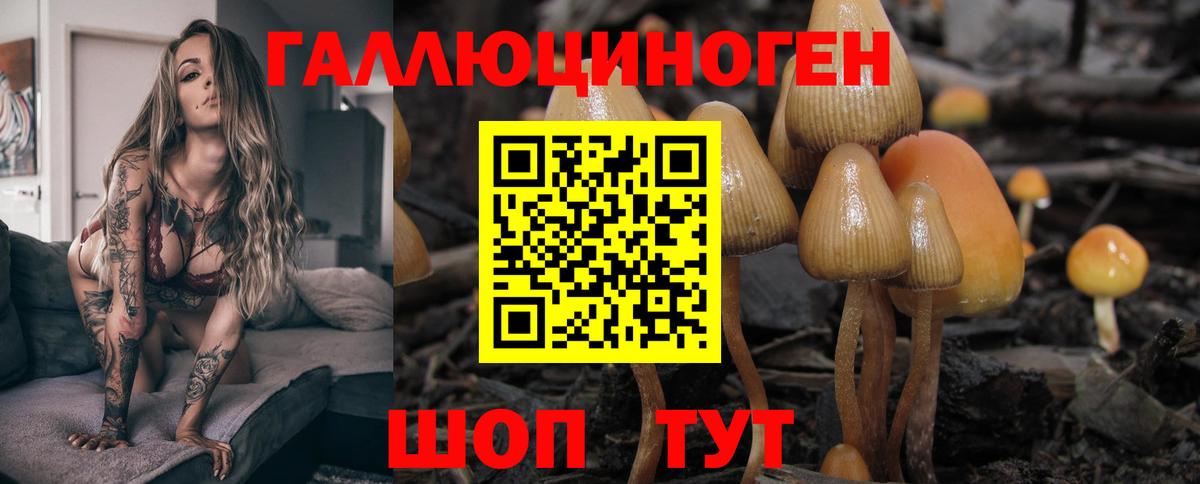Галлюциногенные грибы Psilocybe Нижнекамск